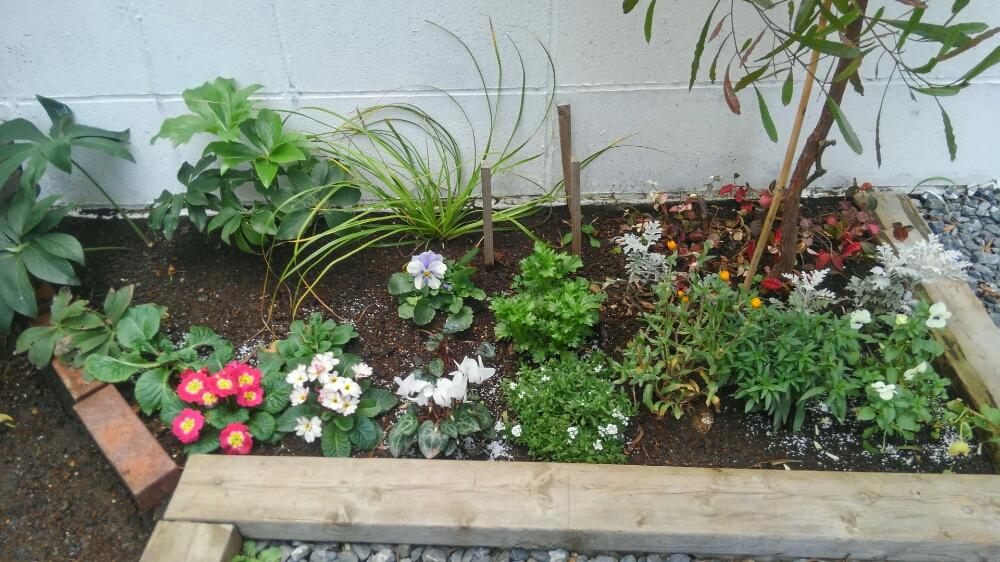 ドドナエアの投稿画像 By 宏之助さん カレックスと水仙とガーデンシクラメンとアリッサムとノースポールとカレンデュラとキンギョソウとビオラとシロタエギクとハツユキカズラとプリムラ ジュリアンとクリスマスローズと冬に咲く花と手作りの庭と半日陰と花壇と花のある