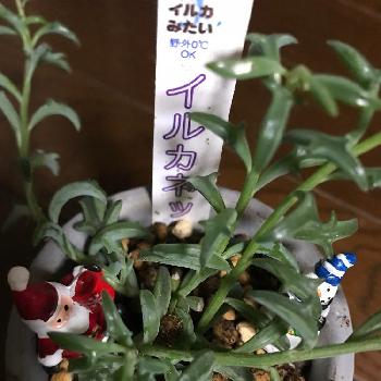 野原園芸の投稿画像一覧 Greensnap グリーンスナップ