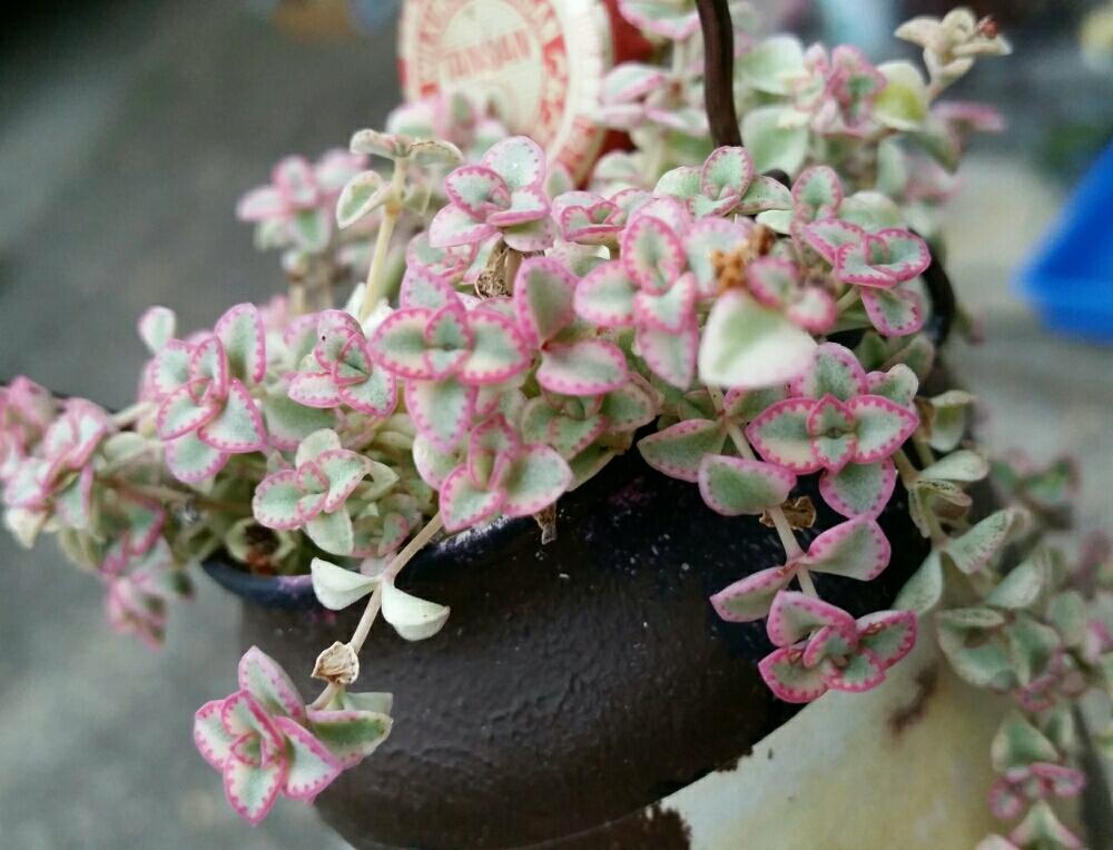 リトルミッシーの投稿画像 By Petit Ange Eichanさん 多肉植物と可愛いピンク色 と紅葉する多肉 17月11月25日 Greensnap グリーンスナップ