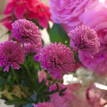 ディスバッドマムの画像 by あーちゃんさん | 部屋とやさしい時間とキュンキュン乙女倶楽部とやさしい花とやさしいきもちとピンクベースと可愛いい子と花のある暮らしとディスバッドマム