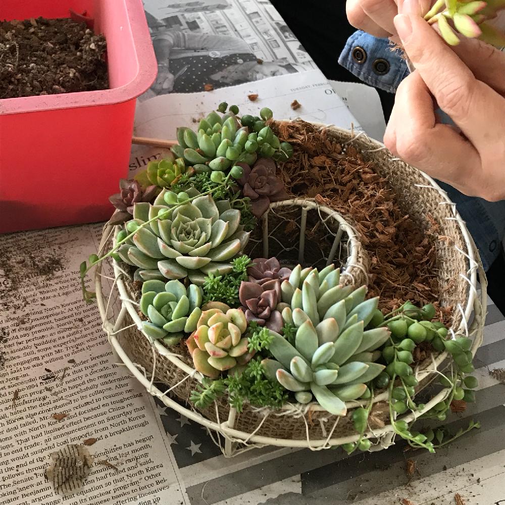 小さな庭の投稿画像 By Stemさん 多肉植物寄せ植えと多肉植物のある暮らしと多肉リース とタニラーと多肉ギャザリングと花のある暮らしと寄せ植え 大好きとベラボンと多肉植物寄せ植えと多肉植物のある暮らしと多肉リース とタニラーと多肉ギャザリングと花のある暮らし