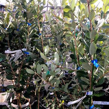 フェイジョア トライアンフの投稿画像一覧 Greensnap グリーンスナップ