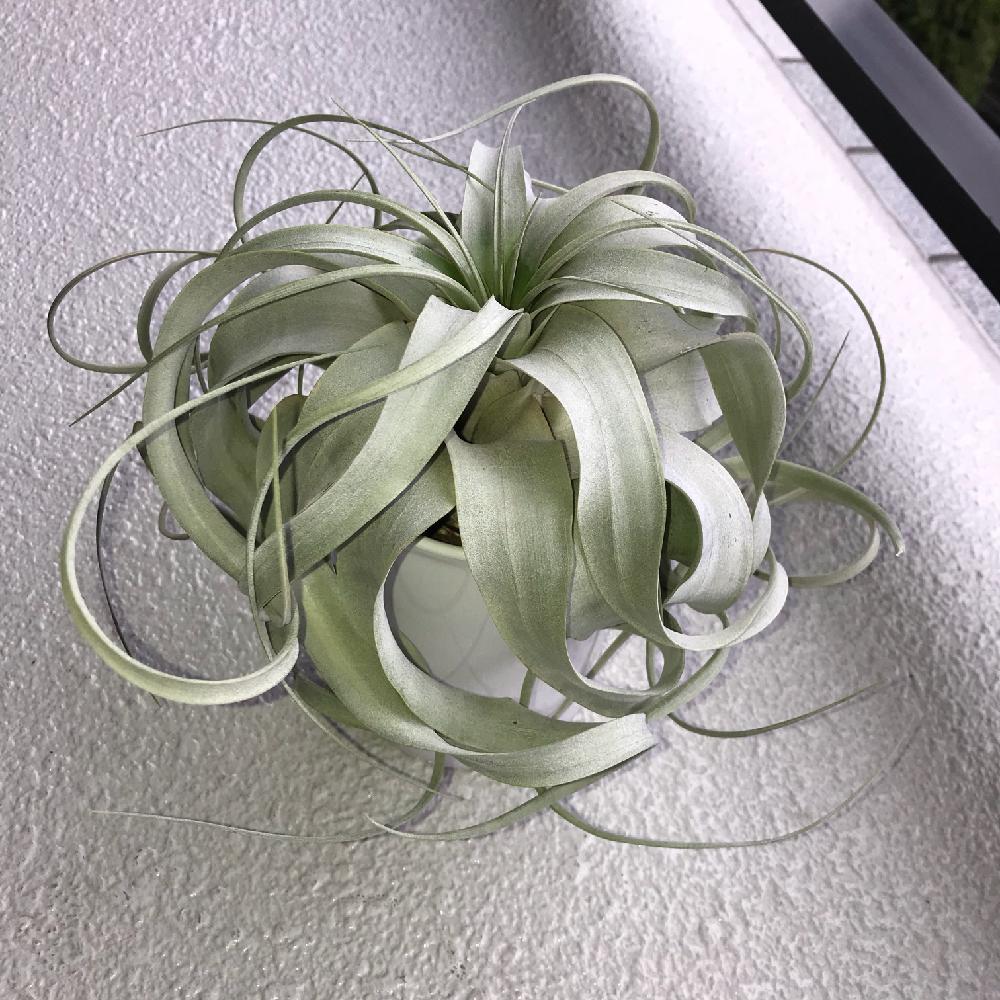 キセログラフィカの生長記録 18年5月5日更新 Greensnap グリーンスナップ