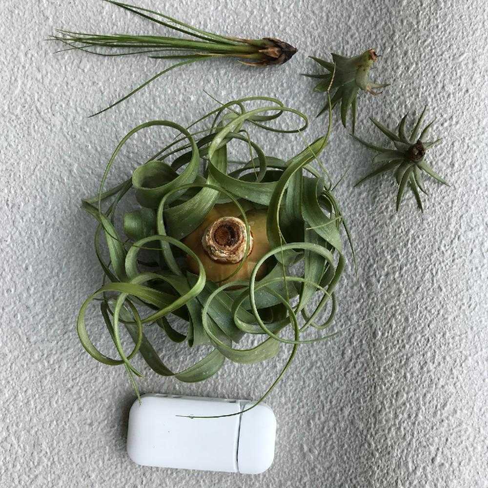 キセログラフィカの生長記録 18年5月5日更新 Greensnap グリーンスナップ