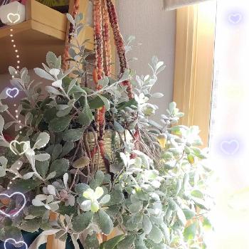 小美玉花木センターの投稿画像一覧 Greensnap グリーンスナップ