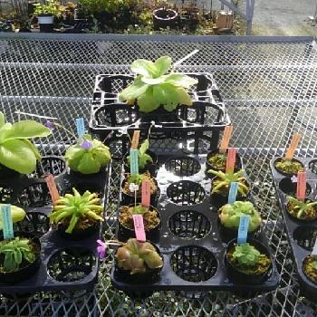 食虫植物　ヒンギキュラの画像 by やまはる園芸さん | インテリアと食虫植物　ヒンギキュラとピングイクラとﾑｼﾄﾘｽﾐﾚ♪とやまはる園芸