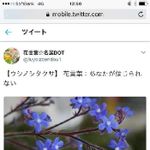 ウシノシタクサの一覧 Greensnap グリーンスナップ