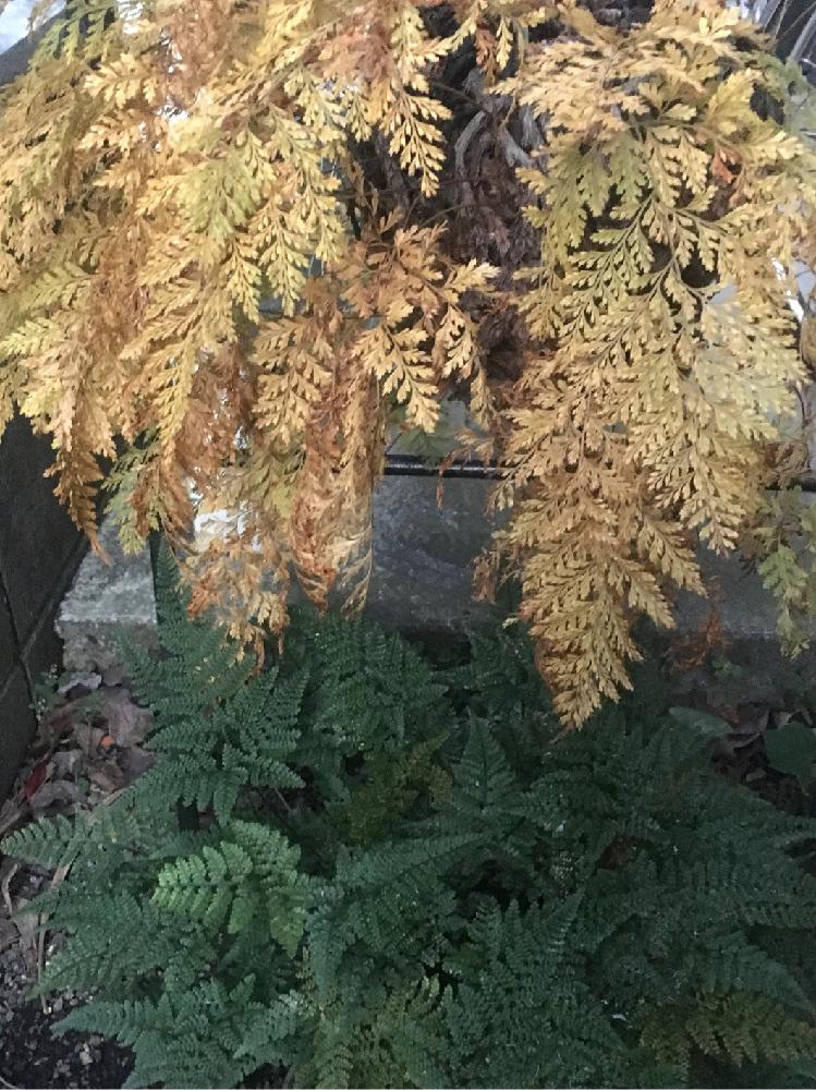 シノブの投稿画像 By ソメさん トキワシノブとキュンキュン乙女倶楽部と和風ティストとマダム倶楽部と着生シダとシノブ科と俺は男だ とシダ植物とgs男子 17月11月27日 Greensnap グリーンスナップ