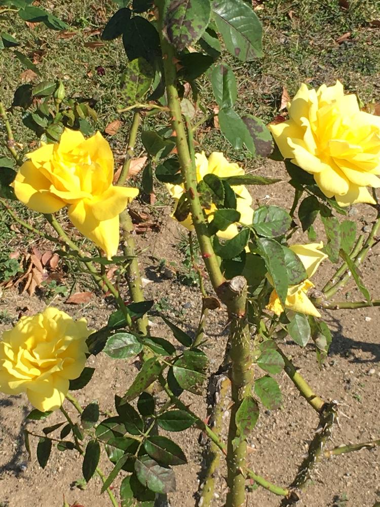 アンソニーメイアンの投稿画像 By Inobonさん バラと敷島公園バラ園 17月11月27日 Greensnap グリーンスナップ