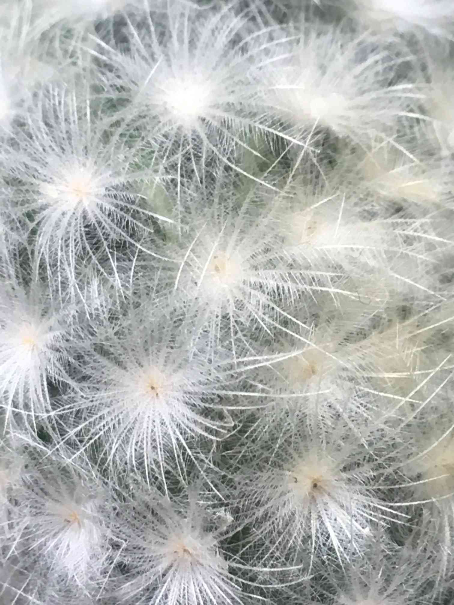 刺さらない【サボテンの世界🌵】痛くない｜🍀GreenSnap（グリーン