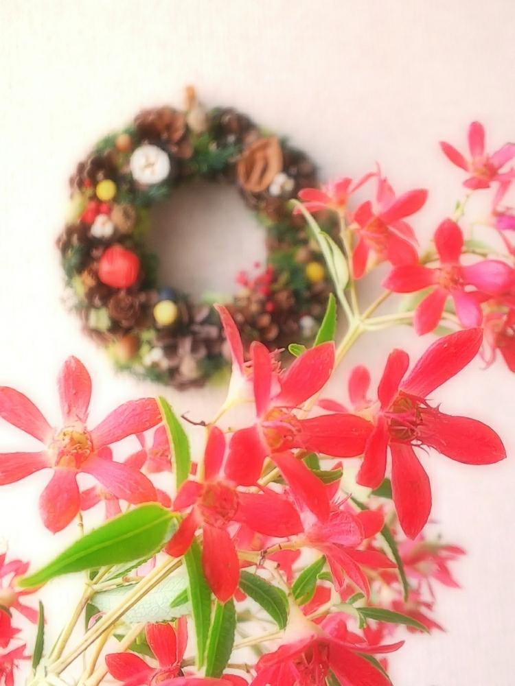 クリスマスブッシュの投稿画像 By はちみつ さん 赤色植物 コンテストとクリスマスリースと花のある暮らしとかわいい子 17月11月28日 Greensnap グリーンスナップ
