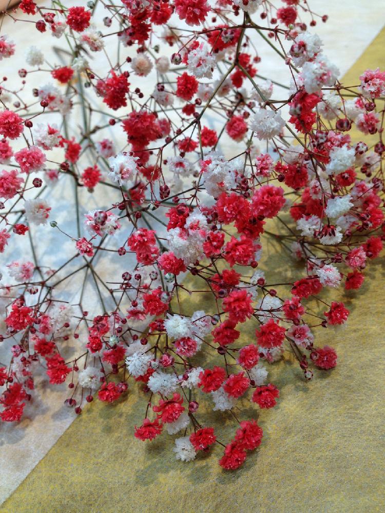 かすみ草の投稿画像 By 夢華さん 赤白と吸い上げと花のある暮らしとかわいいな と 赤色植物 コンテストと切り花 17月11月28日 Greensnap グリーンスナップ