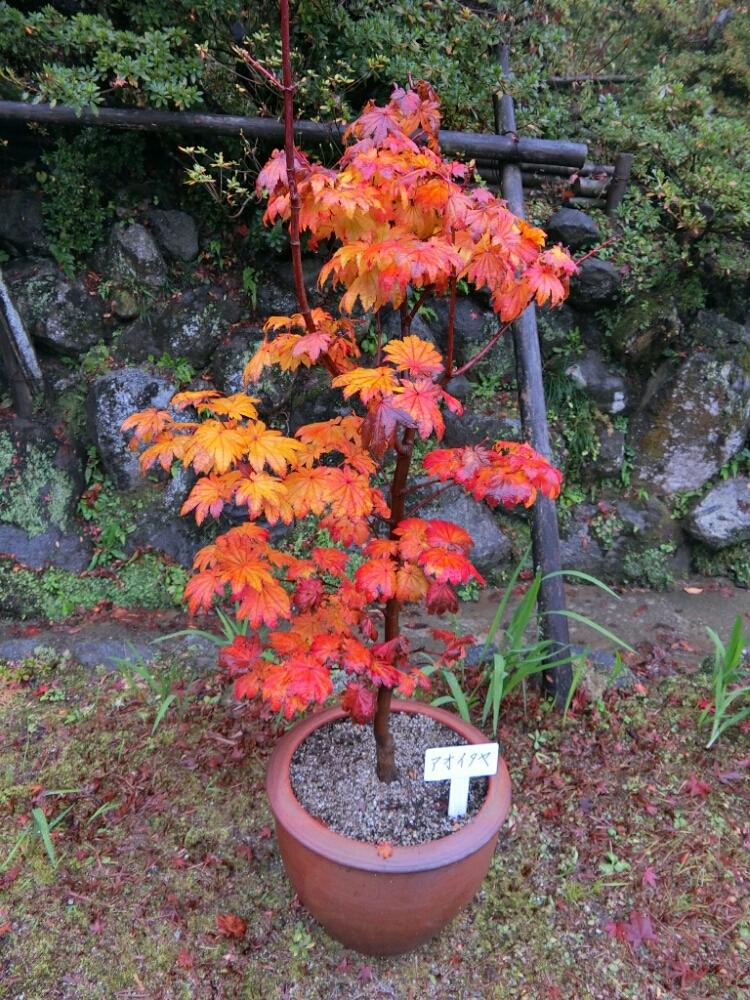 アオイタヤの投稿画像 By りっさんさん お出かけ先と 紅葉 コンテストと11月と奈良県と紅葉 こうよう と 紅葉 コンテストと11月と奈良県と紅葉 こうよう 17月11月28日 Greensnap グリーンスナップ Greensnap グリーンスナップ