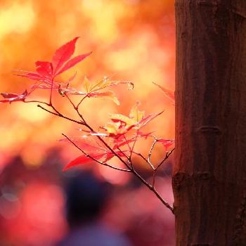 落ち葉遊びの画像 by robin☘️さん | お出かけ先と落ち葉遊びと『紅葉』コンテストと埼玉と赤い葉っぱと可愛いと落ち葉と花のある暮らしと秋の風景と紅葉してるとお散歩と晩秋