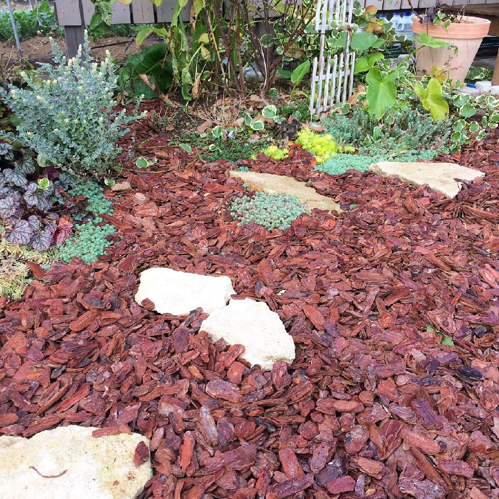 セダム属の投稿画像 By Rananさん ガーデン雑貨とカラーリーフと植中毒とナチュラルスタイルとナチュラルジャングルとバークチップ 17月11月29日 Greensnap グリーンスナップ