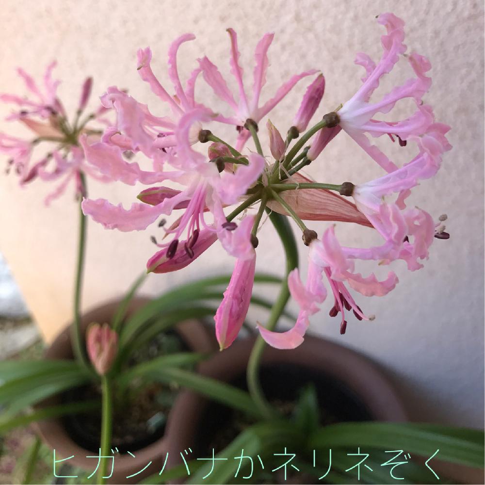 ネリネの投稿画像 By Applantsさん 南アフリカ原産と冬の花と季節の花とヒガンバナ科とネリネ属と長く楽しめると花のある暮らしと球根植物とネリネさん 17月11月29日 Greensnap グリーンスナップ