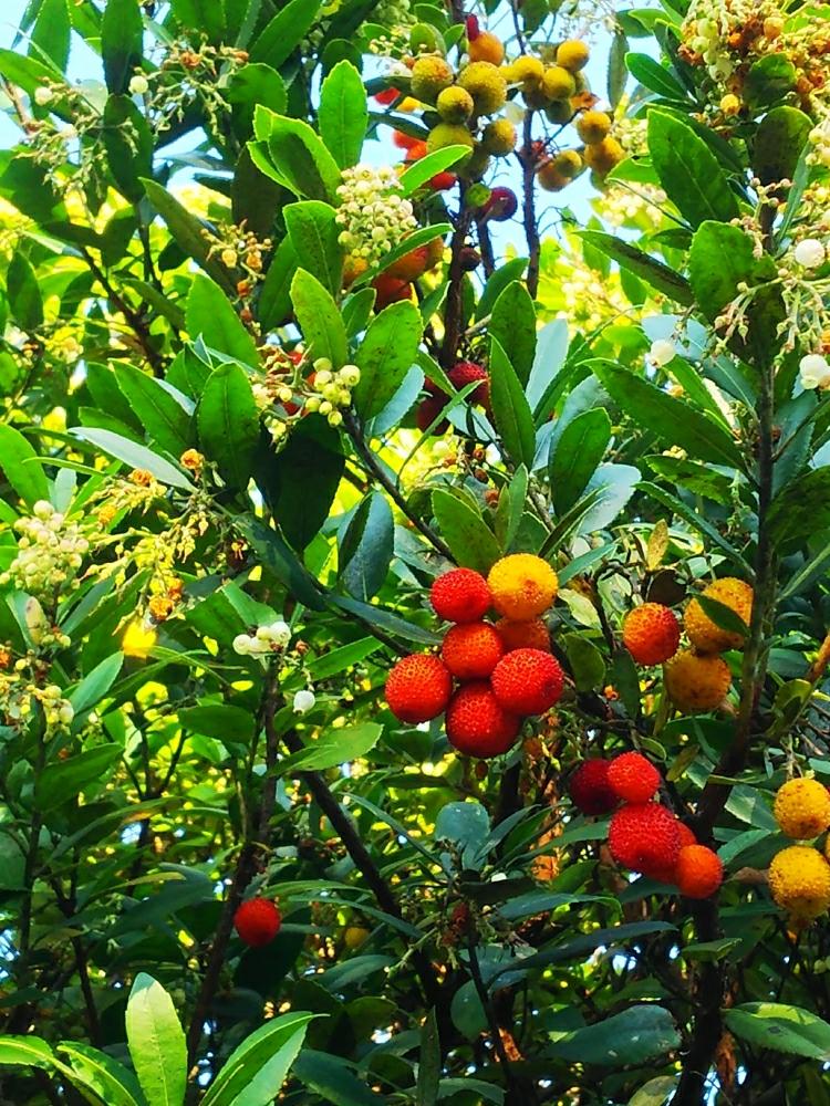 ストロベリーツリーの投稿画像 By ぷくぷくまにあさん 赤い実と植中毒と季節の植物 17月11月29日 Greensnap グリーンスナップ