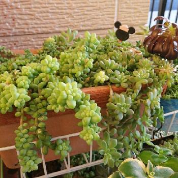 ウサギのかくれんぼの投稿画像一覧 Greensnap グリーンスナップ