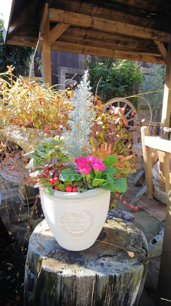 チェッカーベリーの投稿画像 By Waraさん 斑入りヒイラギとコチア ダイアモンドダストとカルーナ ブルガリスとプリムラ ジュリアンと赤くてカワイイ実と寄せ植えと山の上の花屋と職場と植中毒と花のある暮らしとかわいい花とクリスマス 17月11月29日 Greensnap