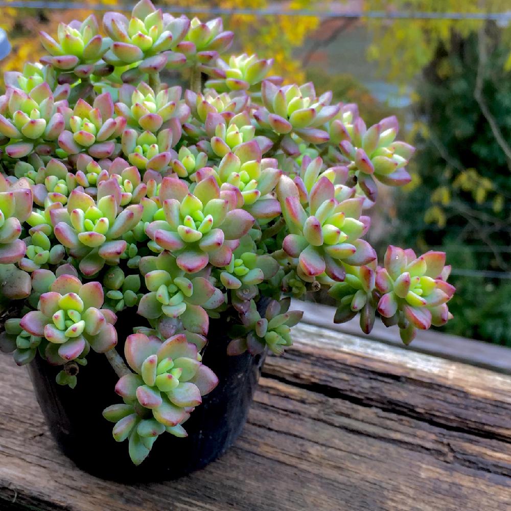 多肉植物 ビューティー