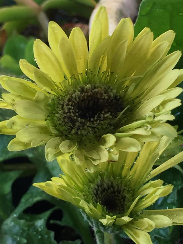 ガーベラ の投稿画像 By まゆみさん 可愛い と黄緑色と花のある暮らし 17月11月30日 Greensnap グリーンスナップ