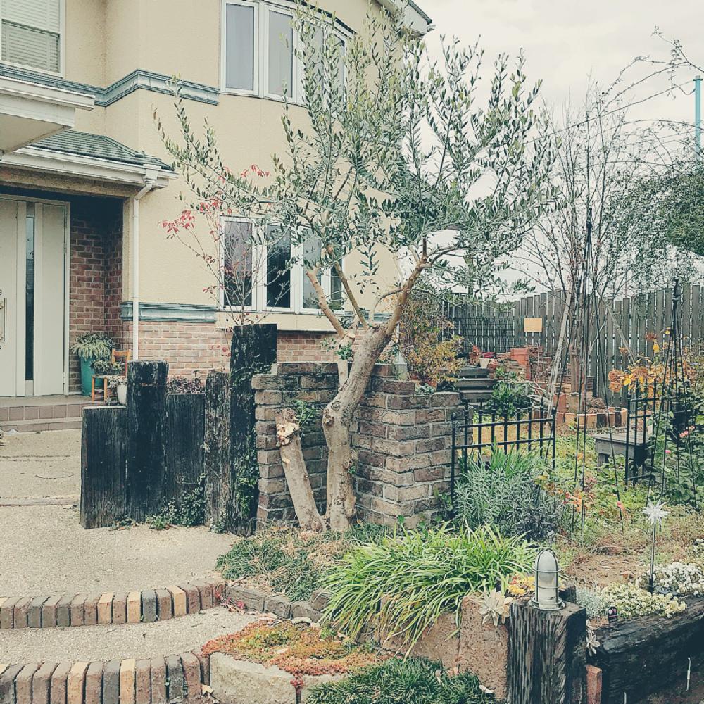 オリーブの投稿画像 By Nicoさん Diyガーデンとガーデンとシンボルツリーとオリーブ剪定とガーデニングとオリーブの樹 17月11月30日 Greensnap グリーンスナップ