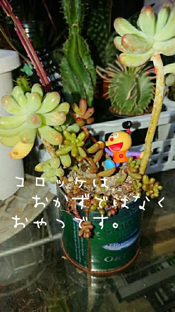 ぶちまけリーダーの投稿画像 By ぶちまけリーダーゆずちゃ画伯さん 多肉植物とhtcとヘタレ同盟と俳句の時間とhtc22 窓際希望 と富山支部とたまに散財とまた500円貯金だ と人生の選択と 上田次郎メモと多肉婦人会とびびっと狩りと人生の名言と潤い欲しい 17月12月1日