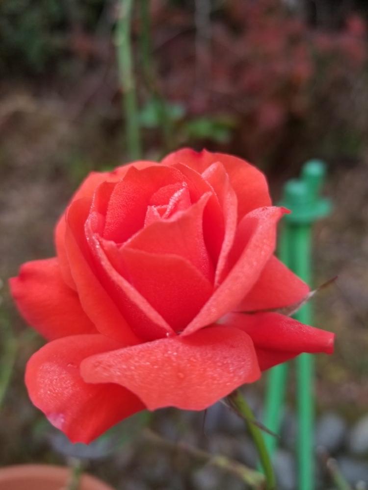薔薇の投稿画像 By さくらんさん チンチンと植中毒と花のある暮らしとキュンキュン乙女倶楽部とバラが咲いたよ 2017月12月1日 Greensnap グリーンスナップ