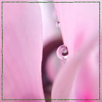 ガーデンシクラメン☆の画像 by のかさん | 小さな庭としずくとピンクの花と大好きだからとセリアマクロレンズとガーデンシクラメン☆