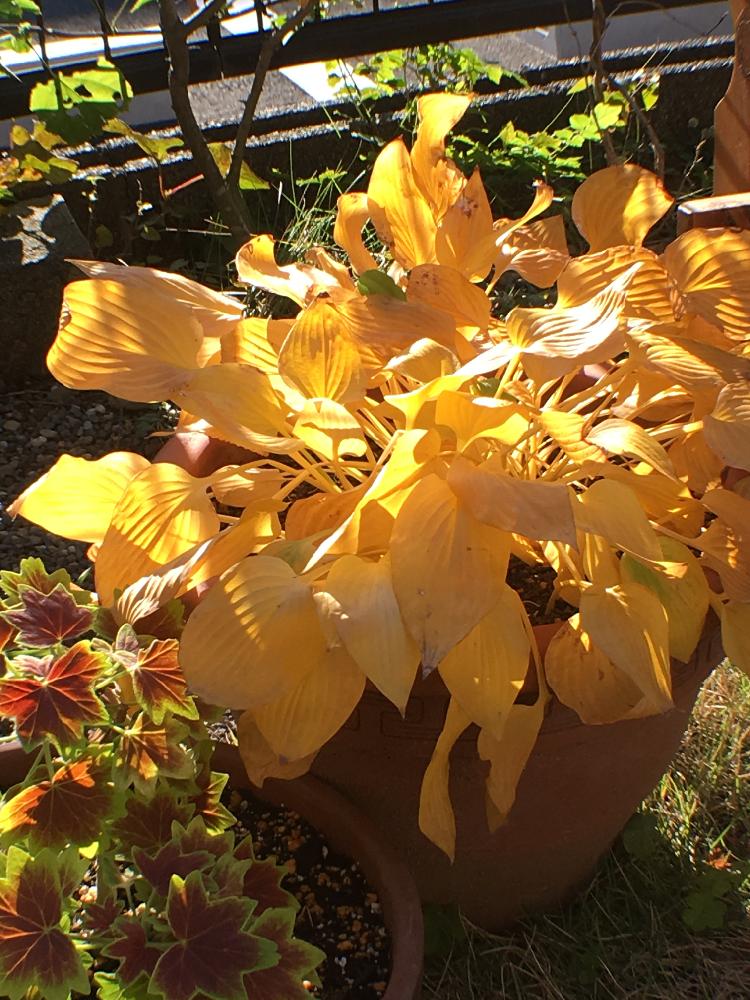 ギボウシの投稿画像 By ドナさん もみじ葉ゼラニウムとがんばる と紅葉してると庭の片隅と 紅葉 コンテスト 17月12月1日 Greensnap グリーンスナップ