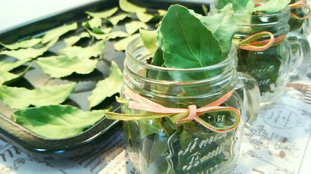 ローリエの投稿画像 By ひまわりっこさん ローリエの葉と月桂樹の葉 17月12月1日 Greensnap グリーンスナップ