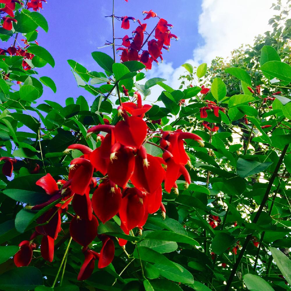 アメリカデイゴの苗木 ハマノアケボノ 海紅豆 Www Diabesi Com Br