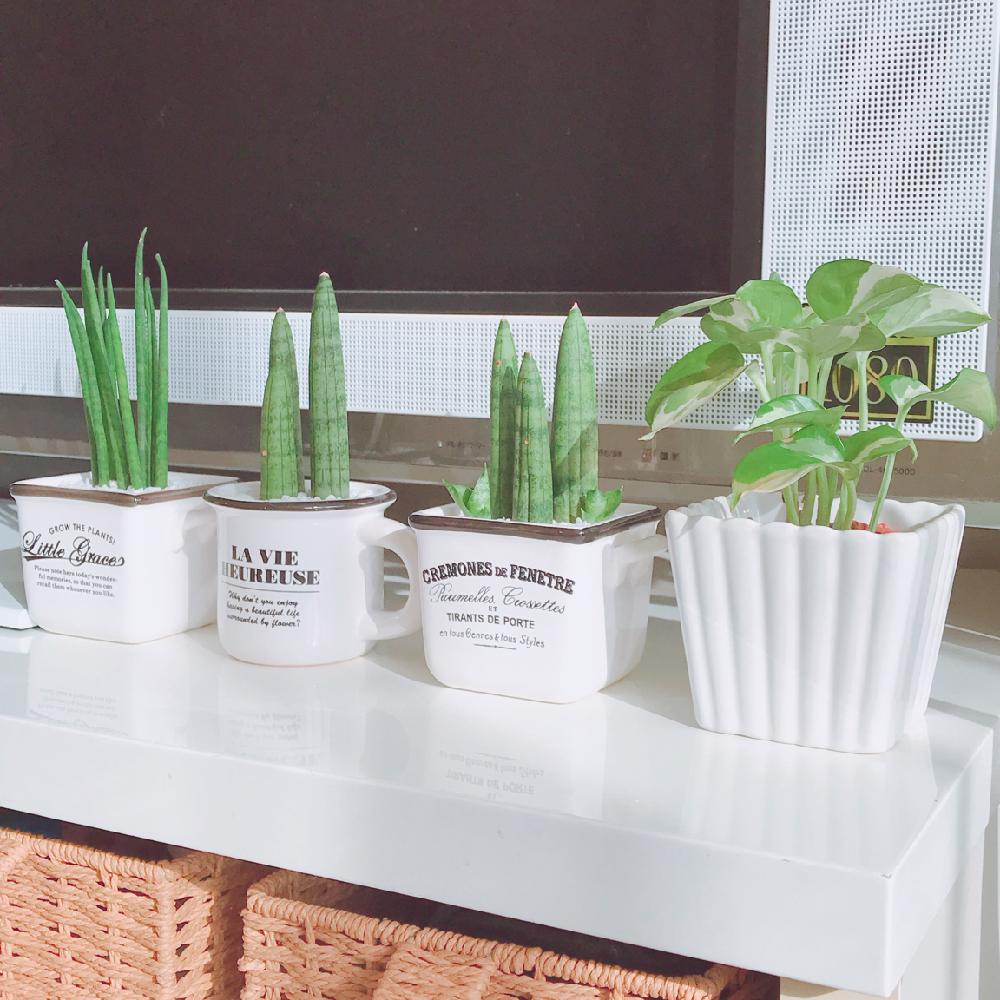 サンスベリアの投稿画像 By Daisyさん サンスベリアミカドとポトス エンジョイとサンスベリアスタッキー とポトスとポトスn Joyと多肉ビギナーと多肉植物とマイナスイオンとタニジョ とサンスベリア属と植中毒とサンセベ様と多肉女子とタニラーと多肉初心者とミニ観葉