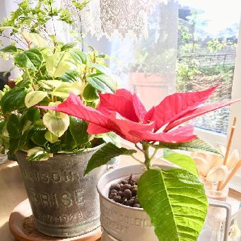 ペペロミア グラベラの投稿画像一覧 Greensnap グリーンスナップ