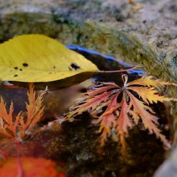 落ち葉遊びの画像 by robin☘️さん | お出かけ先と落ち葉遊びと『紅葉』コンテストと黄色と埼玉と赤い葉っぱと落ち葉と花のある暮らしと秋の風景と紅葉してると晩秋と水鏡