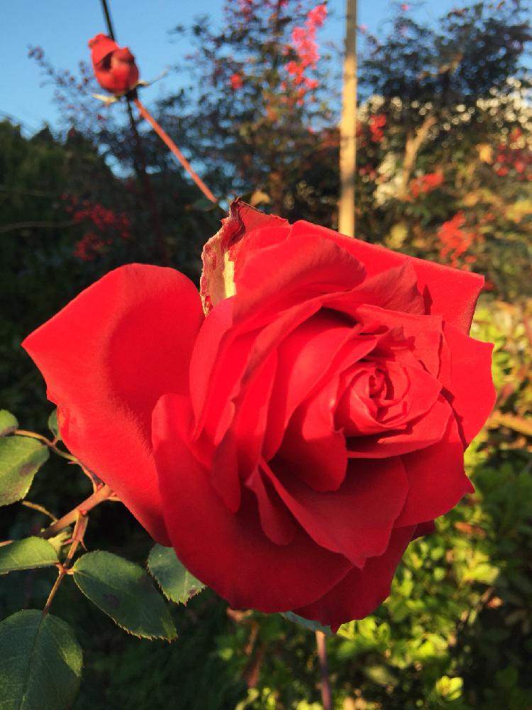 薔薇の投稿画像 By Tirolchocoさん 寒さに負けないと実家の庭と綺麗と最後の一輪と花のある暮らしと 赤色植物 コンテストと赤いバラと夕陽 17月12月2日 Greensnap グリーンスナップ
