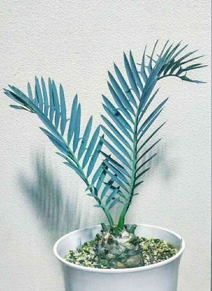 エンセファラルトス トリスピノーサスの一覧|🍀GreenSnap エンセファラルトス トリスピノーサスの一覧|🍀GreenSnap