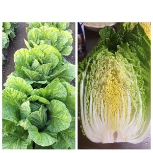 白菜,はたけ,収穫,収穫物,自家製野菜の画像