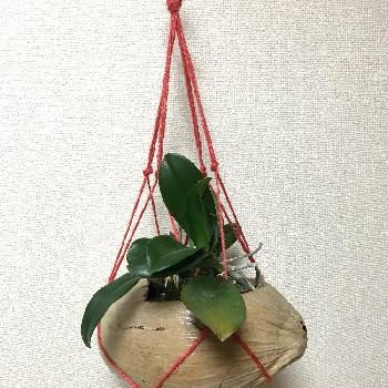 鉢を吊るすの画像 by akitoRyoさん | 窓辺と胡蝶蘭と洋ランと南国植物と鉢を吊るすとハンキングとココナッツの殻