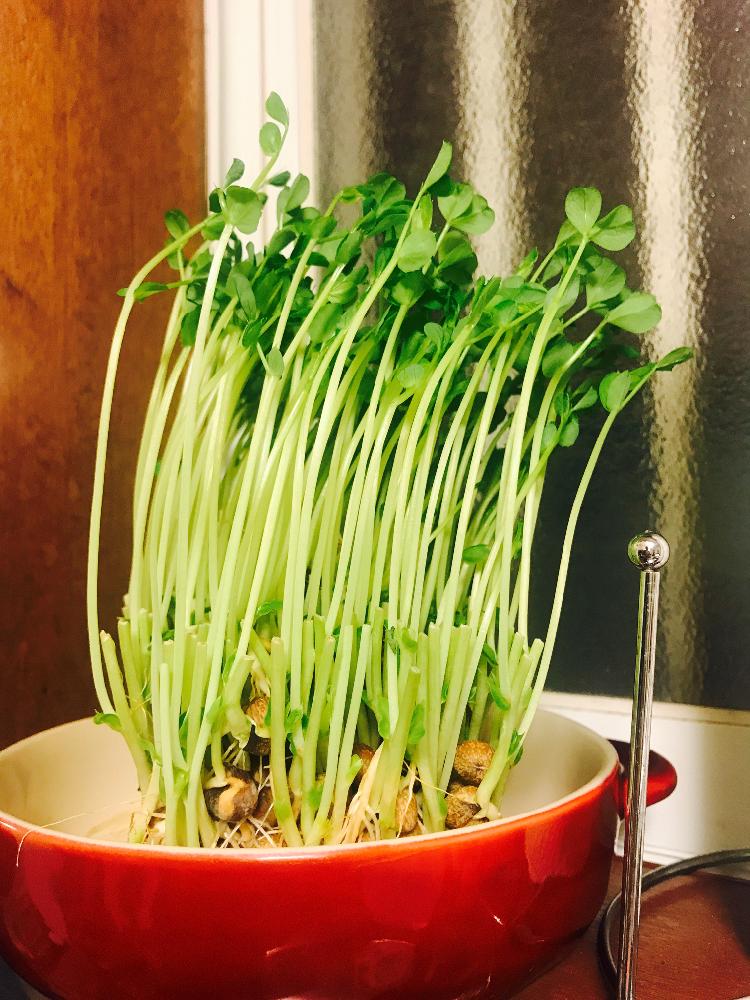 豆苗の投稿画像 By ことさん 実験中と放置栽培と家庭菜園と初心者と成長中と水耕栽培と成長記録 17月12月3日 Greensnap グリーンスナップ