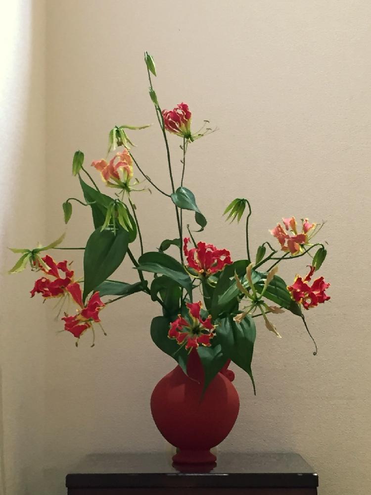 グロリオーサの投稿画像 By まるちゃん 湯河原 さん 熱海となげいれと大自然とありがとうとしあわせ といけばなと花のある暮らしと 赤色植物 コンテストとお出かけ先と熱海となげいれと大自然とありがとうとしあわせ といけばなと花のある暮らしと 赤色植物