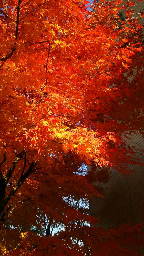 きれいな紅葉の投稿画像 By ポッコロさん おさんぽと植中毒と紅葉 こうよう と秋の風景ともみじ紅葉 17月12月3日 Greensnap グリーンスナップ