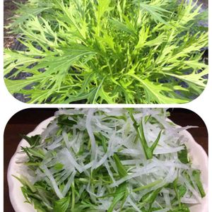 水菜,はたけ,収穫,収穫物,自家製野菜の画像