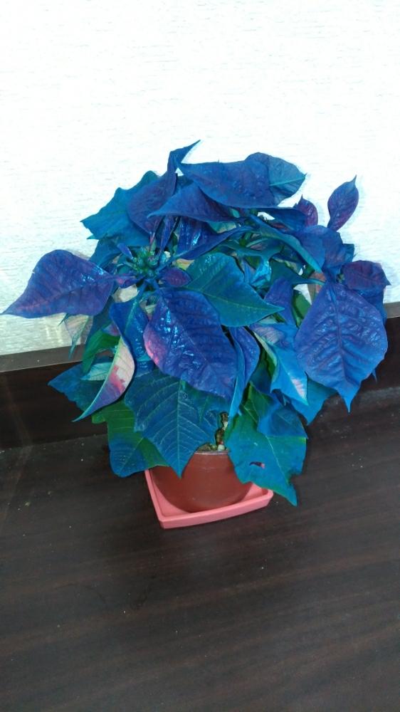 ポインセチアの投稿画像 By 裕子 Ellie Cranc さん 青いポインセチアと観葉植物 17月12月4日 Greensnap グリーンスナップ