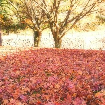 散り紅葉の画像 by はちみつ☆さん | お出かけ先とモミジと『紅葉』コンテストと落ち葉の絨毯と落ち葉と散り紅葉