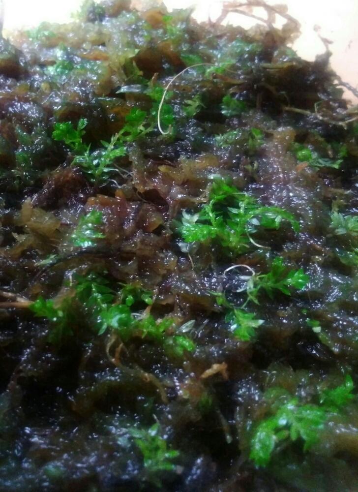 クッションモスの投稿画像 By しまくまさん セラジネラとセラギネラとシダ植物と冬季屋内組と部屋とテラリウムとシダ植物と冬季屋内組とテラリウム 17月12月4日 Greensnap グリーンスナップ Greensnap グリーンスナップ クッションモスの投稿画像 By しまくまさん セラジネラとセラギネラとシダ植物と冬季屋内組と部屋とテラリウムとシダ植物と冬季屋内組とテラリウム 17月12月4日 Greensnap グリーンスナップ Greensnap グリーンスナップ