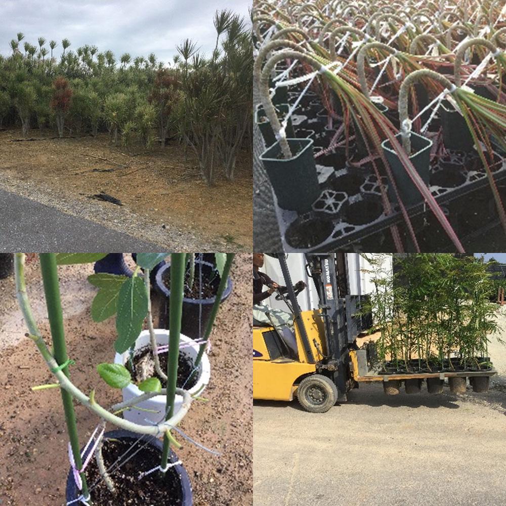 カインズホームの投稿画像 By カインズさん カインズと沖縄観葉植物 17月12月4日 Greensnap グリーンスナップ