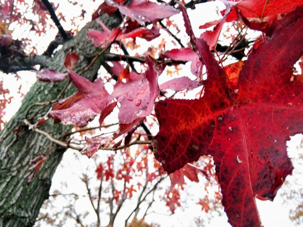 モミジバフウの投稿画像 By たーぼー さん フウ科と 紅葉 コンテストと図書館の庭と道草と寄り道と燃えるような赤と雨の日 17月12月4日 Greensnap グリーンスナップ