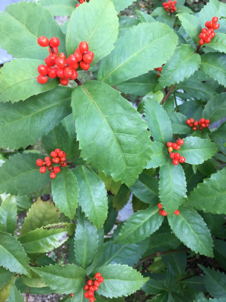 千両の実の投稿画像 By アマリリスさん 今日の一枚 と緑の葉っぱと植中毒と花のある暮らしと赤 17月12月5日 Greensnap グリーンスナップ
