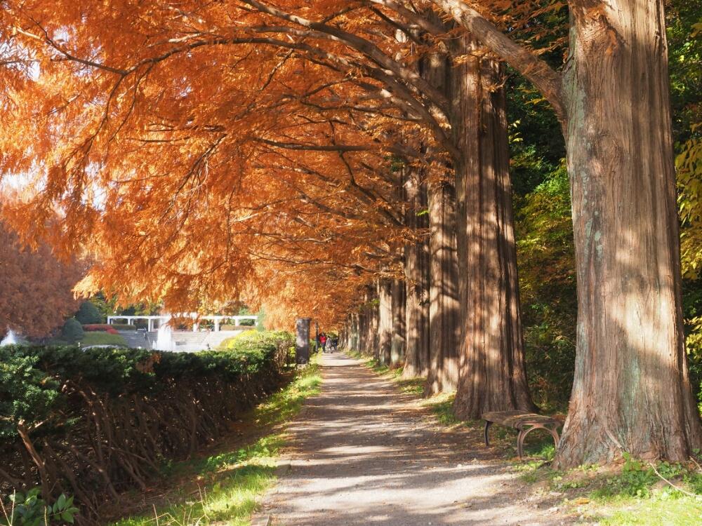 メタセコイアの投稿画像 By もと さん 紅葉 コンテストと相模原公園と公園 17月12月5日 Greensnap グリーンスナップ